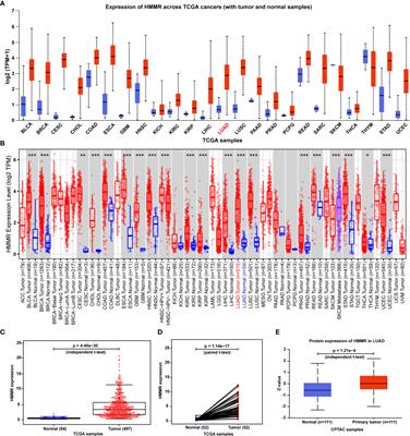 Validating HMMR Expression and Its Prognostic Significance in Lung Adenocarcinoma Based on Data Mining and Bioinformatics Methods